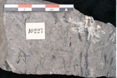 Foto (Detailansicht) von Plantae indet.  (NHMW-GEO-2024-0188-10227)